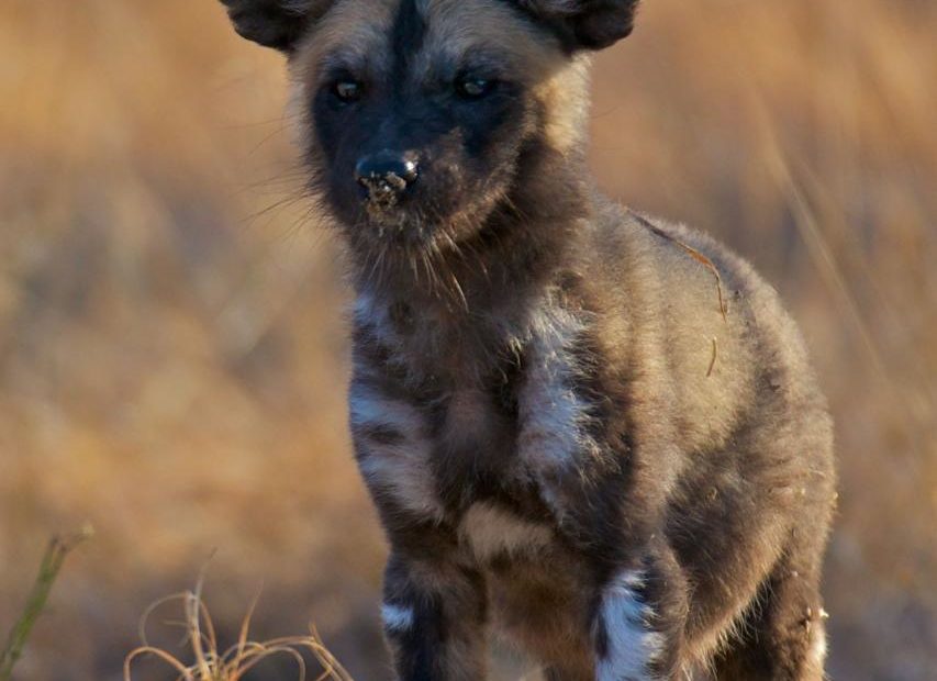 African Wild Dog, Facts And Photos