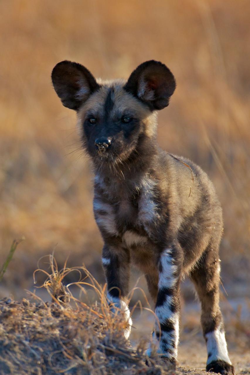 African Wild Dog, Facts And Photos