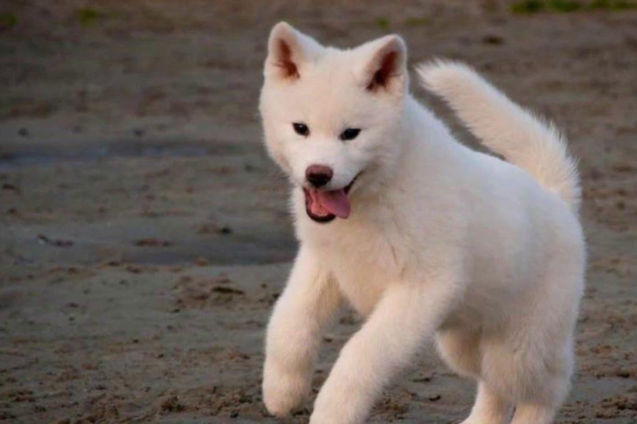White Akita Inu Dog | Akita Dog, Cute White Puppies, Puppies