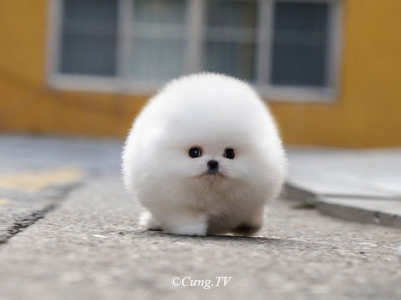 1001+ Ảnh Chó Phốc Sóc Mini So Cute Mới Nhất