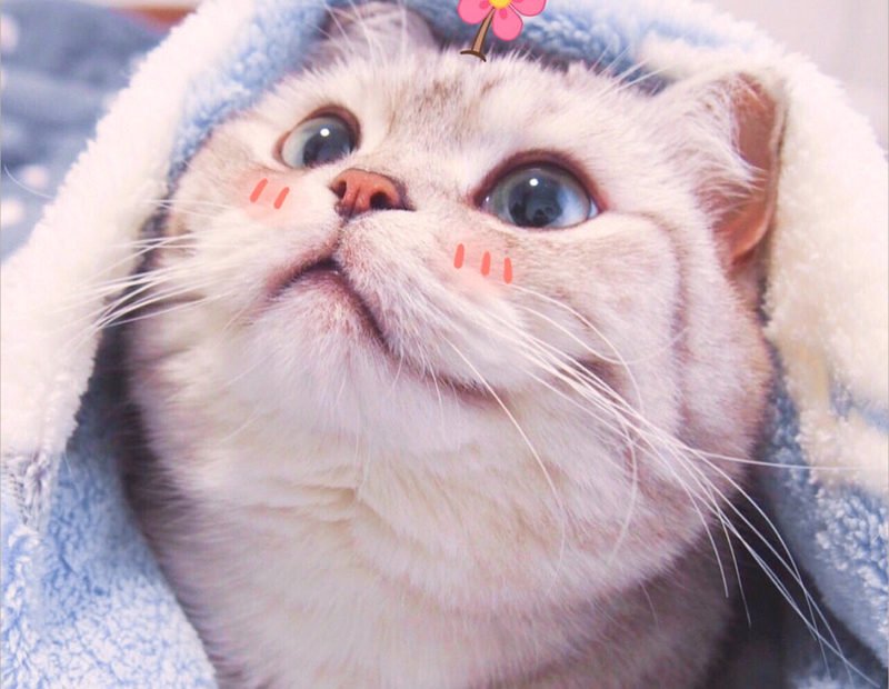 Tổng Hợp 50+ Mẫu Hình Đại Diện, Avatar Mèo Cute Nhất Cho Bạn
