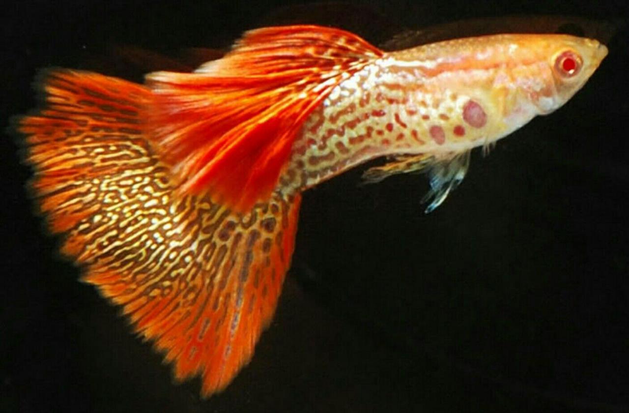 Guppy, Albino Red Lace | Guppy Fish, Guppy, Aquarium Fish
