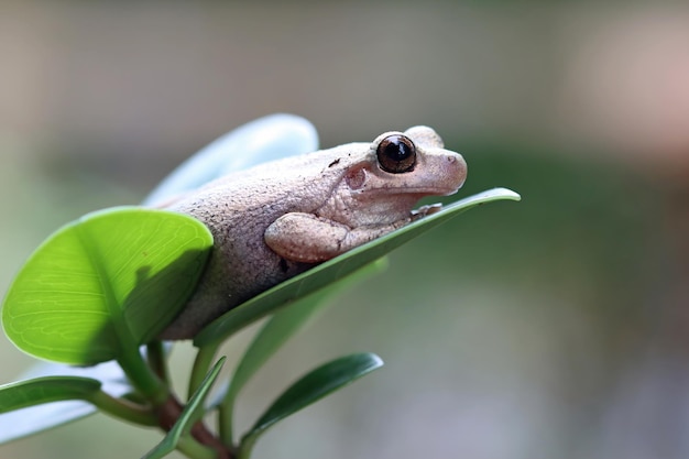 Free Photo | Litoria Rubella Tree Frog On Green Leaves