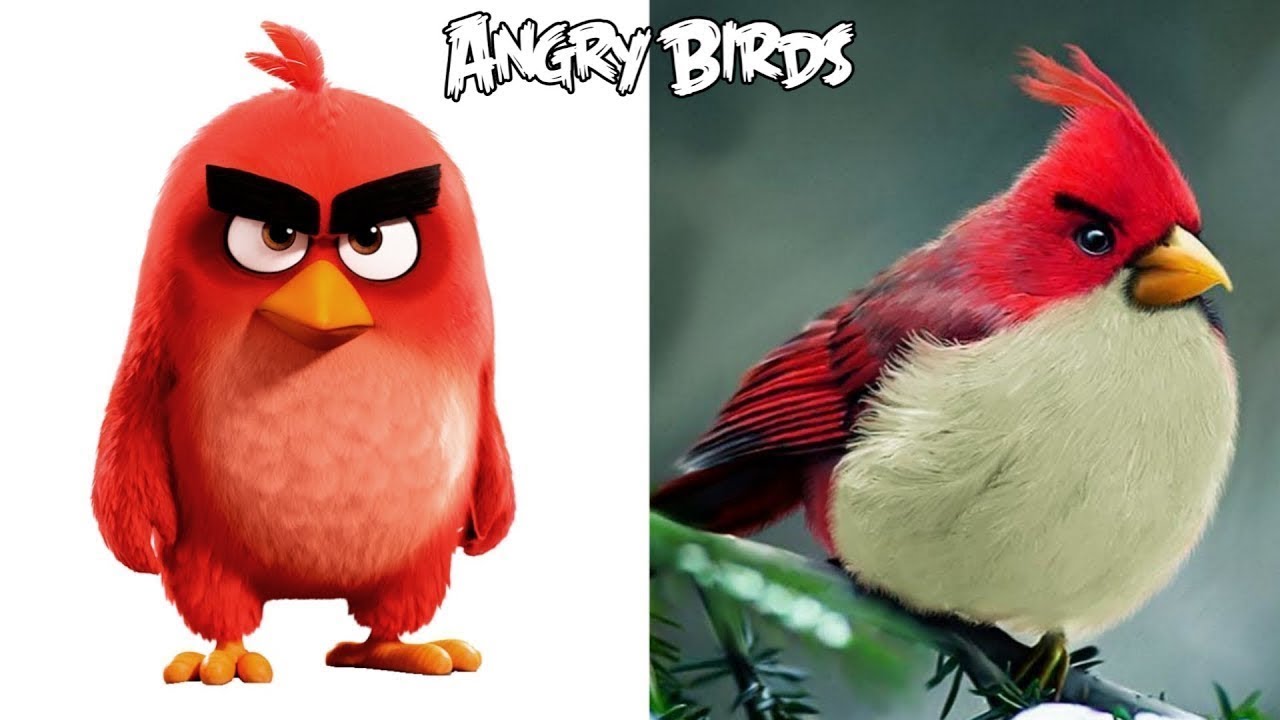 Angry Birds Characters In Real Life | All Characters | - Youtube