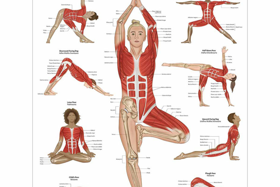 Yoga Anatomy Poster | Anatomical Yoga Chart | Anatomy Of Yoga