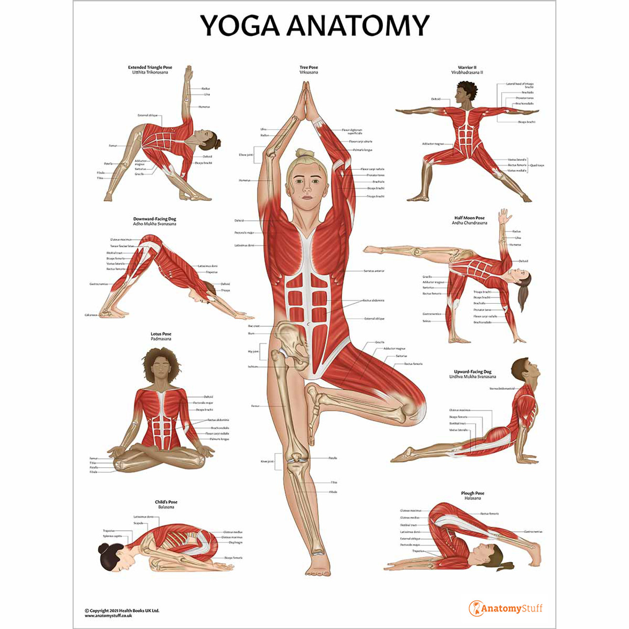 Yoga Anatomy Poster | Anatomical Yoga Chart | Anatomy Of Yoga