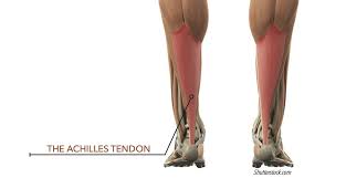 Achilles Tendon - Wikipedia