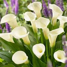 Shop Deer Resistant Calla Lilies | K. Van Bourgondien