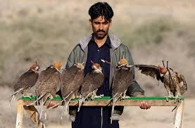 Houbara Bustard: Seasonal Killers - Pakistan - Dawn.Com