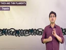 Name The Scientist Who First Coined The Term ' Protoplasm'​ - Brainly.In