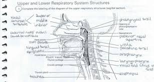 The {Blank} Is The Food Passageway Located Posterior To The Trachea. A.  Oropharynx B. Esophagus C. Laryngopharynx D. A And C | Homework.Study.Com