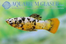 Can We Breed Platy And Molly Fish?... Is It Possible To Breed Them?... /  Fish Aquarium Tamil - Youtube