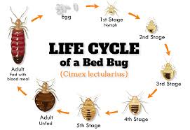 Amazon.Com: Steri-Fab Bed Bug Spray Kit Bedbugs Killer Spray Sofa Furniture  Mattress Bedbugs : Patio, Lawn & Garden