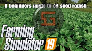 A Guide To Oilseed Radish In Farming Simulator 19!! - Youtube