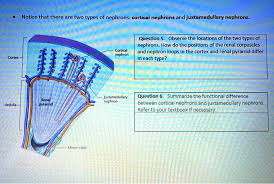 Comparison Between Nephrons: Cortical Nephron Vs Juxtamedullary Nephron |  Medical School Motivation, Excretory System, Nursing School Notes