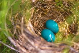 8 Interesting Birds That Lay Blue Eggs - Omg Birds!