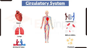 Functions Of The Circulatory System - Ppt Video Online Download Functions Of The Circulatory System - Ppt Video Online Download