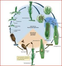 29.3.1: Seedless Vascular Plants - Biology Libretexts