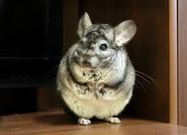 Why Does My Guinea Pig Jump Up Suddenly? - Quora