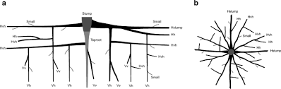 What Root System Is Best Adapted For Anchorage? | Homework.Study.Com