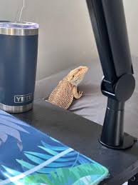 Can Bearded Dragons Eat Darkling Beetles? Vet-Verified Diet Facts & Faq |  Hepper