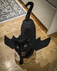 Adorable Cat Looks Just Like Toothless From 'How To Train Your Dragon' -  Newsweek