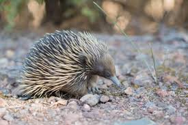 Echidna Facts - Animal Facts Encyclopedia