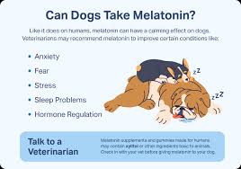 My Dog Ate A Melatonin Gummy - What Should I Do - Youtube